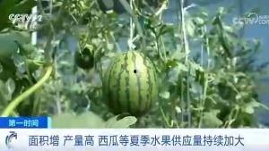 吃瓜群众口福来了,揭秘美食盛宴背后的故事