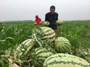 七零当吃瓜群众,见证时代变迁的吃瓜群众众生相