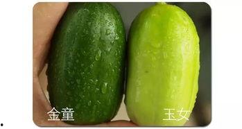 吃瓜群众眉山,吃瓜群众眼中的美食天堂