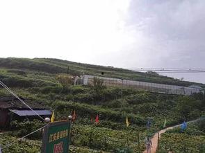 孟州吃瓜群众事件,一场网络舆论的风暴与反思