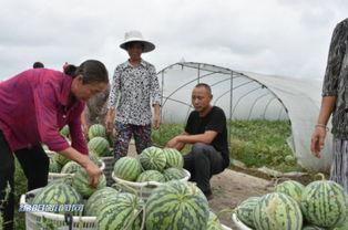 吃瓜群众公基,吃瓜群众视角下的公共基础知识概览