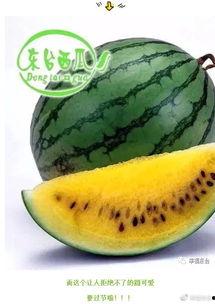 世界上最火的吃瓜群众,揭秘吃瓜群众的疯狂世界