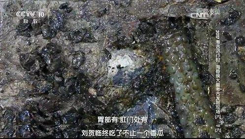 考古吃瓜群众完整版,揭秘古文明背后的趣味故事与神秘之谜