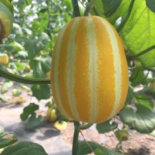 吃瓜群众 在哪里加,揭秘网络舆论场的众生相