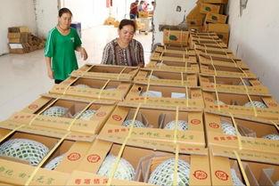 吃瓜群众干部模型机,揭秘新时代干部选拔与培养新趋势