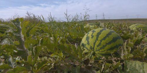 建宁市的吃瓜群众是谁,揭秘本地热点事件背后的真相