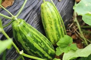 吃瓜群众吃葱啥意思,网络流行语的趣味解读