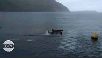 大白鲨吃瓜群众,吃瓜群众的惊悚海洋之旅